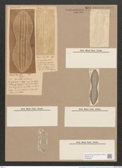 Navicula exempta A.Schm. (de-Toni-Nr.: Genus 1, Species 262) Zeichnungen Sammlung Grunow Nr. 604 (NHMW-BOT-W0366964)